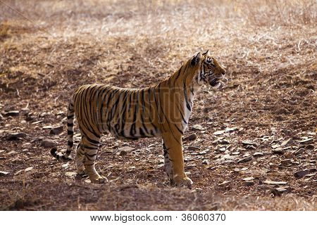 Profilo laterale di una tigre femmina