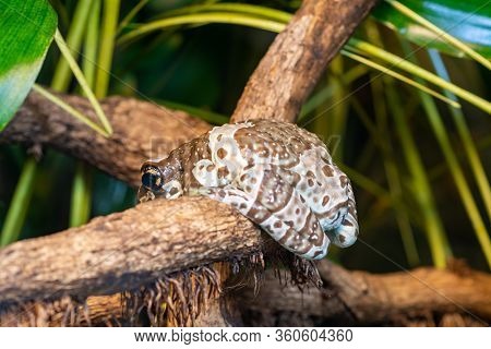 Close Up Of A Mission Golden Eyed Tree Frog (trachycephalus Resinifictrix) Sitting On A Branch