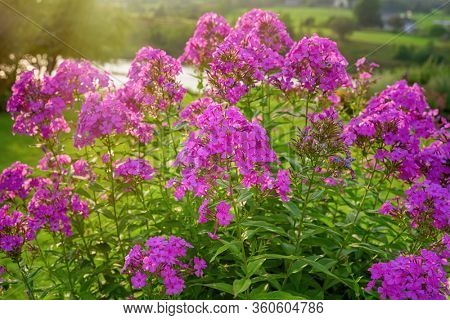 Sun shining down on tall garden phlox in the summer garden.