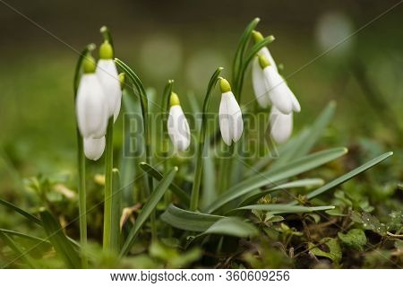 Spring Snowdrop Flowers Blooming In Sunny Day. Shallow Depth Of Field.