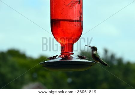 HummingBird02