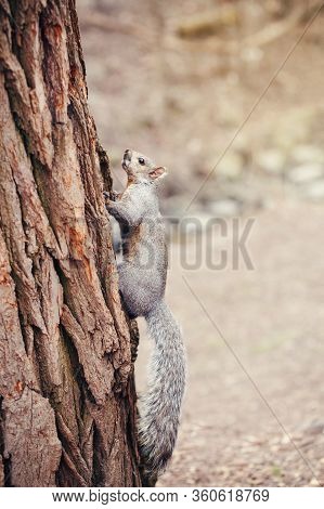 Grey Fat Squirrel With Thick Large Furry Tail Sitting On Tree In Park Outside. Animal Wild Squirrel 