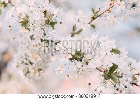 Cherry Blossom Closeup. Brаnch With Cherry Flowers In Spring.