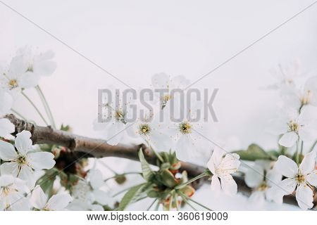 Cherry Blossom Closeup. Brаnch With Cherry Flowers In Spring.