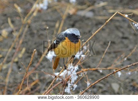Daurian Redstart Or Common Redstart Bird Perches On The Branch With Snow. Adult Male Bird. Spring, S