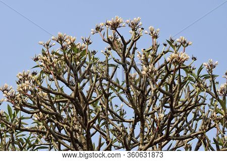 Jasmine Flower In India Or Natural Jasmine Flower
