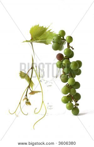 Grapevine.