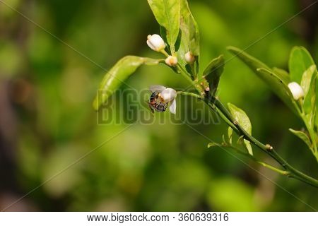 Honey Bee Or Apis Florea Feeding Nectar On White Flower Of Lemon Tree, Image Of Little Bee Or Dwarf 