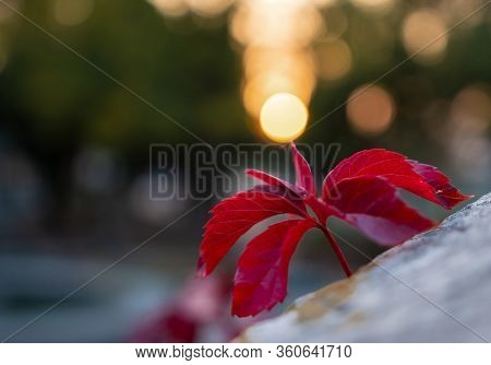 Red Leaf At Autumn At Sunset. Beauty Nature Scene. Autumn Landscape, Trees And Leaves, Foggy Forest 