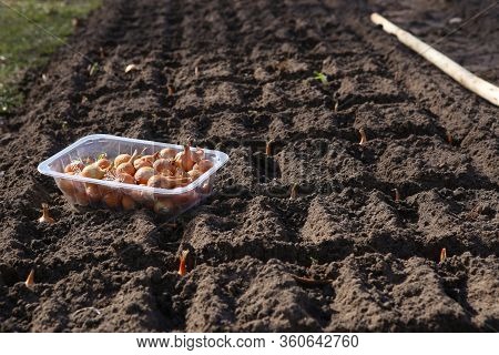 Onion Seedlings Seeding In Organic Vegetable Garden In Spring. Onion Seed Planting In Soil.