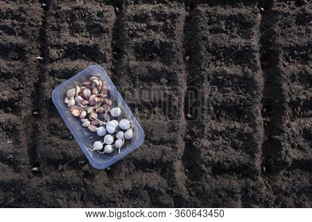 Garlic Seedlings Seeding In Organic Vegetable Garden In Spring. Garlic Seed Planting In Soil.