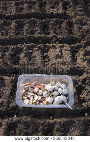 Garlic Seedlings Seeding In Organic Vegetable Garden In Spring. Garlic Seed Planting In Soil.