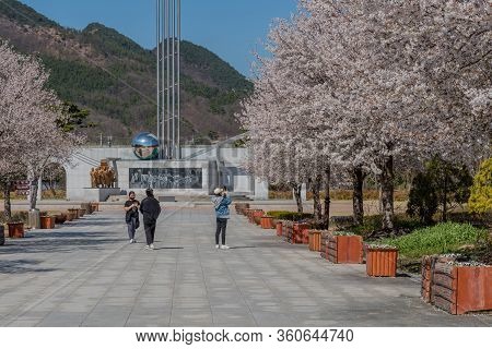 Hwanggan, South Korea; April 8,2020: Three Unidentified Women Taking Pictures Of Cherry Blossoms At 