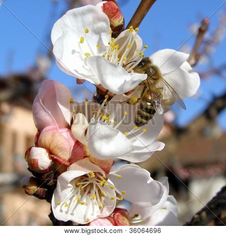 Bee fetching nectar from flower