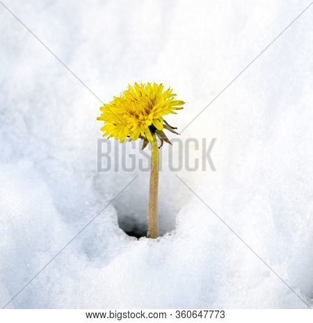 Dandelion On On A Fresh Snow In April Iage