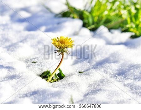Dandelion On On A Fresh Snow In April Iage