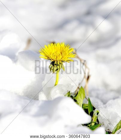 Dandelion On On A Fresh Snow In April Iage