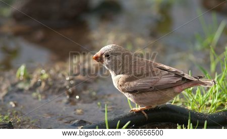 Trumpeter Finch Bucanetes Githagineus Amantum Drinking Water. The Joros Houses. Jandia Peninsula. Pa