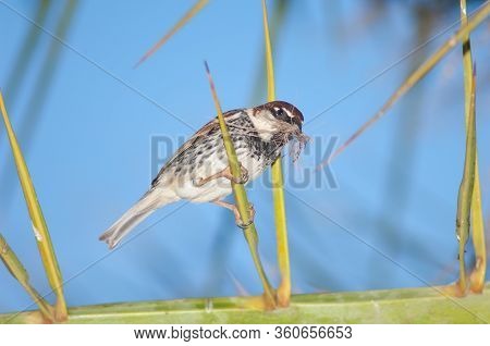 Male Spanish Sparrow Passer Hispaniolensis With Nesting Material. Tuineje. Fuerteventura. Canary Isl