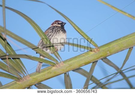 Male Spanish Sparrow Passer Hispaniolensis On A Canary Island Date Palm Phoenix Canariensis. Tuineje