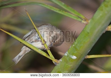 Female Spanish Sparrow Passer Hispaniolensis In Tuineje. Fuerteventura. Canary Islands. Spain.