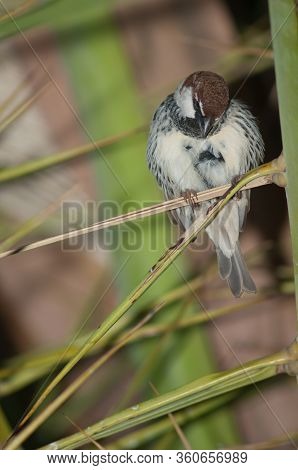 Male Spanish Sparrow Passer Hispaniolensis Preening. Tuineje. Fuerteventura. Canary Islands. Spain.