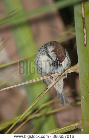 Male Spanish Sparrow Passer Hispaniolensis Preening. Tuineje. Fuerteventura. Canary Islands. Spain.