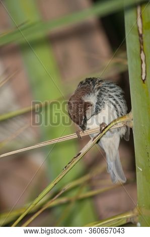 Male Spanish Sparrow Passer Hispaniolensis Preening. Tuineje. Fuerteventura. Canary Islands. Spain.
