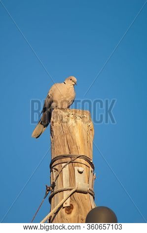 Eurasian Collared Dove Streptopelia Decaocto On A Wooden Post In Tuineje. Fuerteventura. Canary Isla