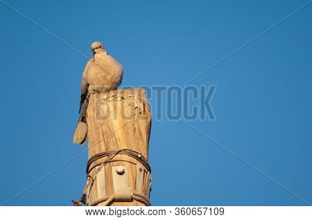 Eurasian Collared Dove Streptopelia Decaocto On A Wooden Post In Tuineje. Fuerteventura. Canary Isla
