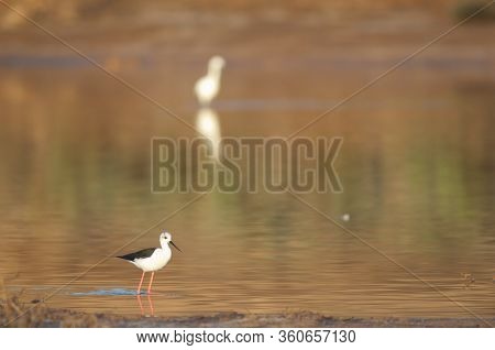 Black Winged Stilt Himantopus Himantopus. Catalina Garcia Lagoon. Tuineje. Fuerteventura. Canary Isl