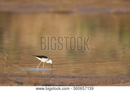 Black Winged Stilt Himantopus Himantopus Searching For Food. Catalina Garcia Lagoon. Tuineje. Fuerte
