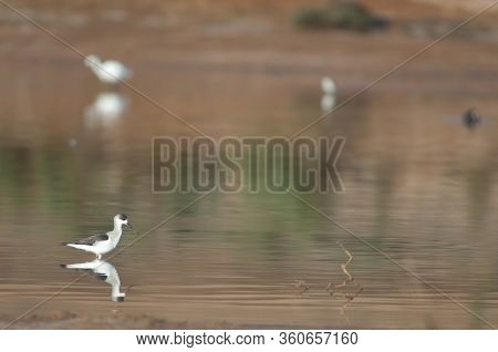 Immature Black Winged Stilt Himantopus Himantopus. Catalina Garcia Lagoon. Tuineje. Fuerteventura. C