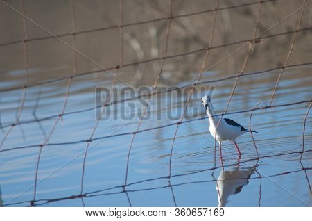 Black Winged Stilt Himantopus Himantopus Behind A Fence. Catalina Garcia Lagoon. Tuineje. Fuertevent