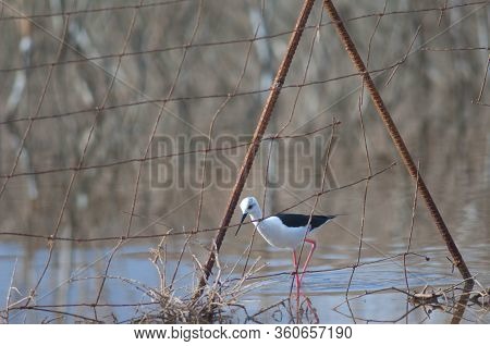 Black Winged Stilt Himantopus Himantopus Behind A Fence. Catalina Garcia Lagoon. Tuineje. Fuertevent