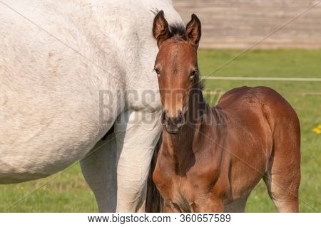 A Baby Horse With Mother Standing On Grass, Foal Is Looking At Camera.