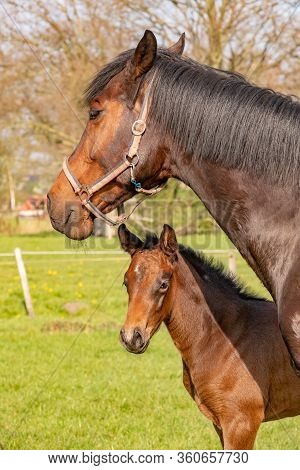 A Baby Horse With Mother Standing On Grass, Foal Is Looking At Camera.