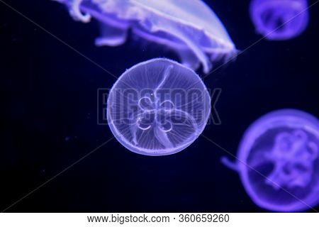 Macro, Portrait Of A Jellyfish In Magical Light