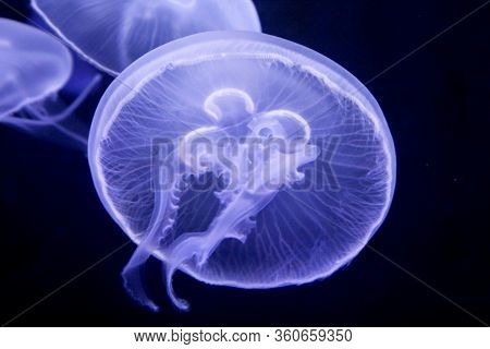 Macro, Portrait Of A Jellyfish In Magical Light