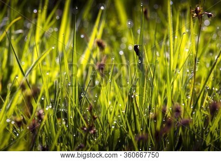 Green Grass And Dew At Sunrise Or Sunset During Spring