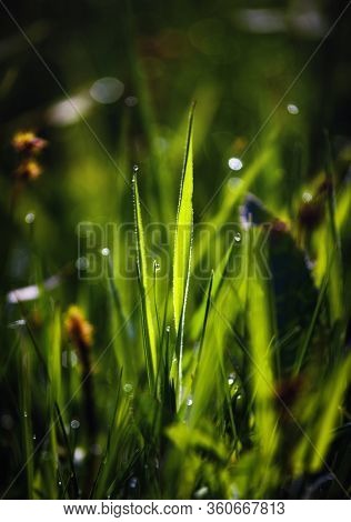 Green Grass And Dew At Sunrise Or Sunset