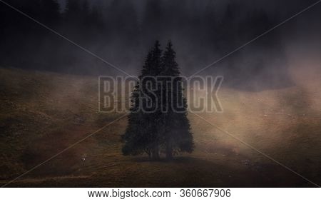 Twin Fir Trees Forming A Couple. Romantic Nature Surrounded By Mist. Love Concept