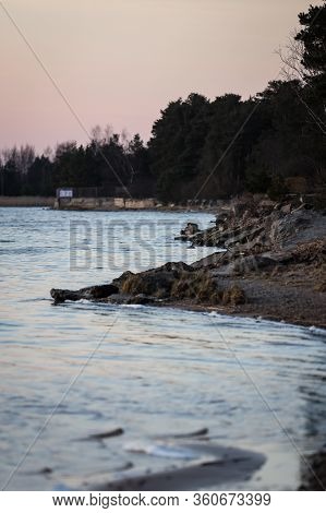 Coast Line View Of Shore With Many Pine Tree. Photo Taken In Late Evening With Pink Colored Sky From