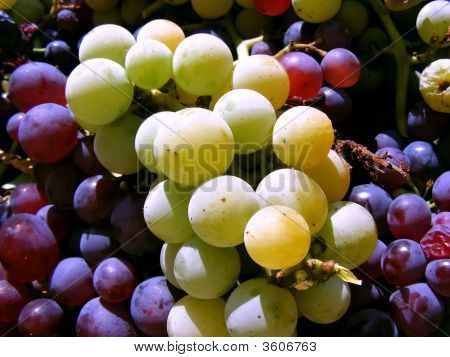 Grapes