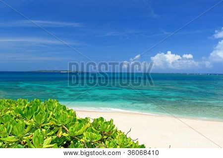 ริมชายหาดโอกินาว่าญี่ปุ่น