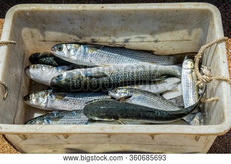 Fresh Mullet Fish Catch In A Drawer