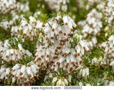 Closeup Of The Delicate White Flowers Of A White Heather Plant, Erica X Veitchii Exeter