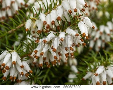 Closeup Of The Delicate White Flowers Of A White Heather Plant, Erica X Veitchii Exeter