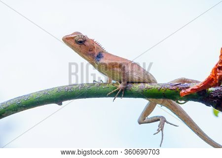 Close Up Macro Concept Garden Lizard Oriental Garden Lizard, Eastern Garden Lizard, Changeable Lizar