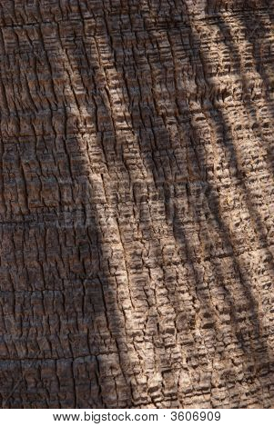 Palm Tree textura